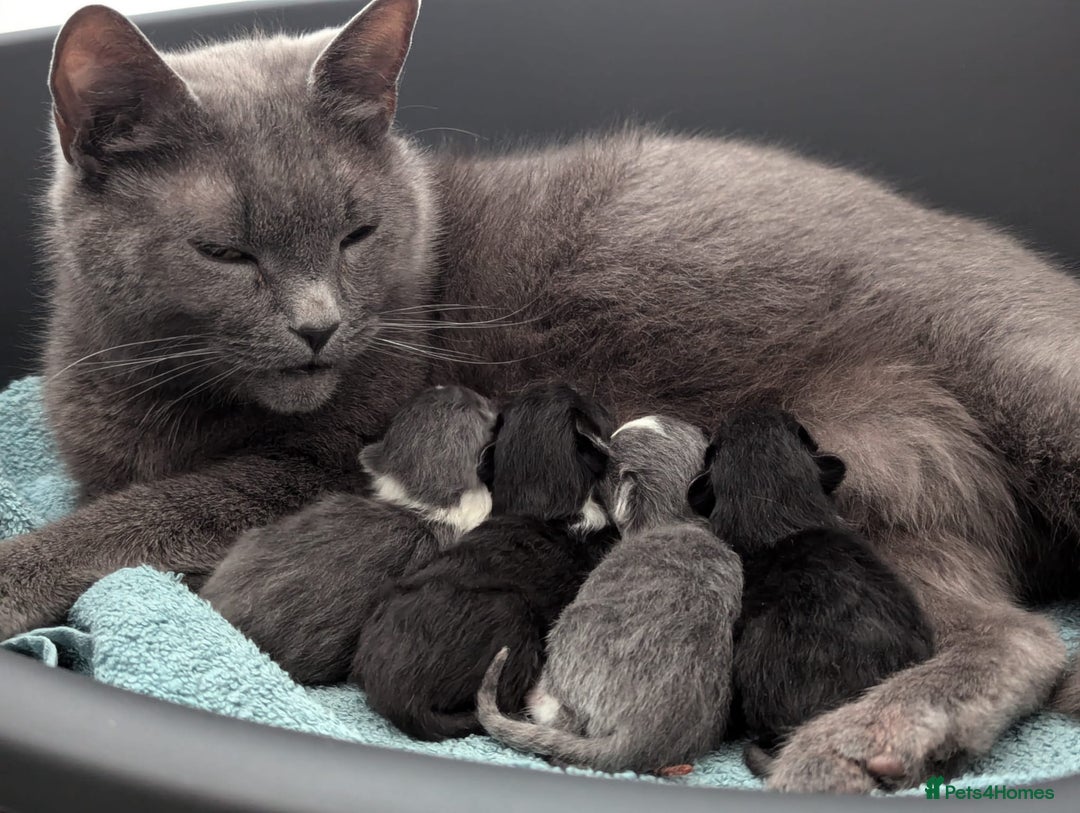 Mixed Breed cats for sale: Two Adorable Kittens – Ready for New Homes - Image 14