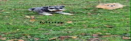 Miniature Schnauzer dogs for sale: Pedigree miniature schnauzers  in Warwick - Advert 11