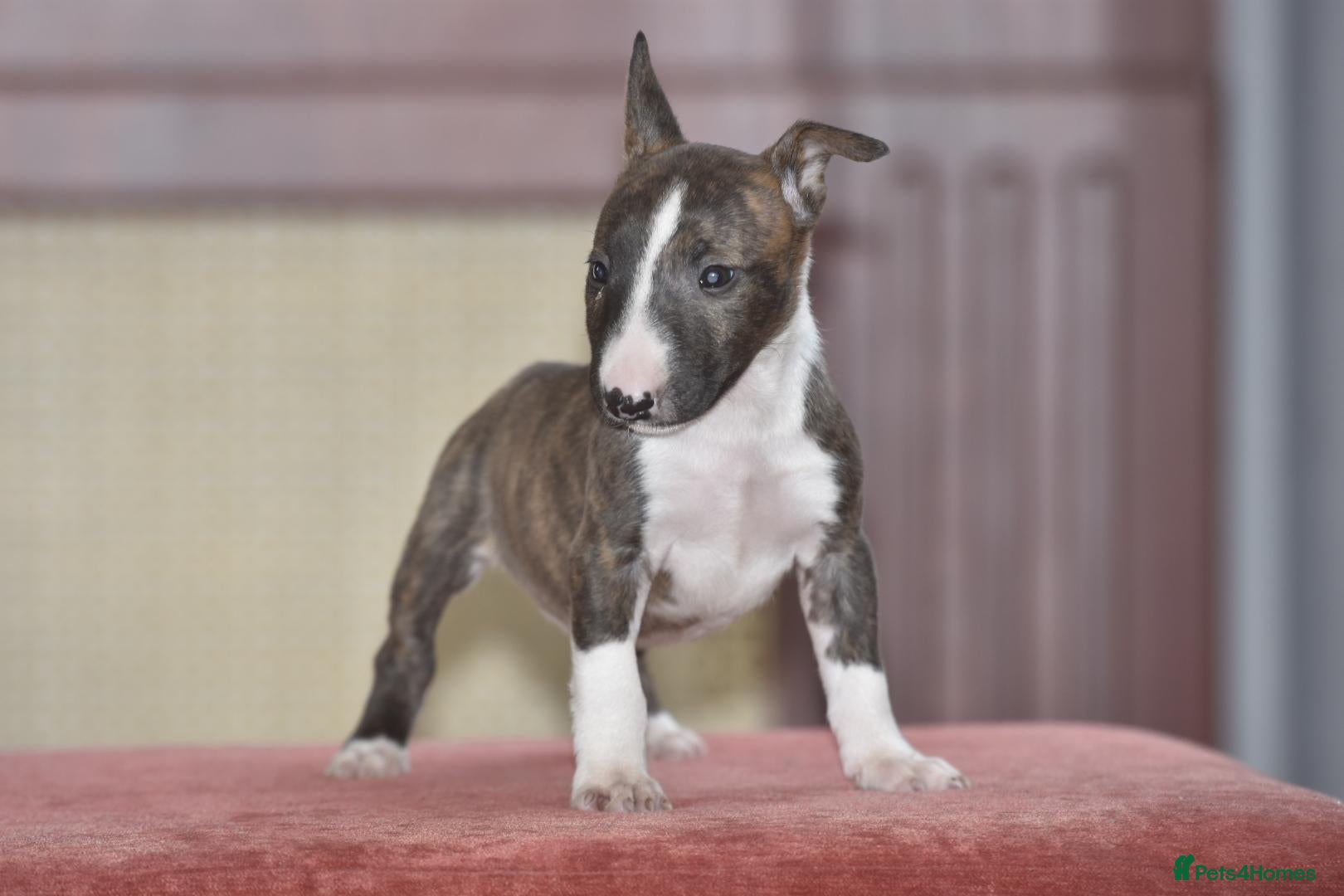 English Bull Terrier dogs Quality miniature english bull terrier pups - Advert 6
