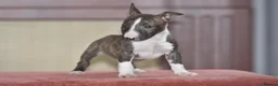 English Bull Terrier dogs for sale: Quality miniature english bull terrier pups - Advert 4