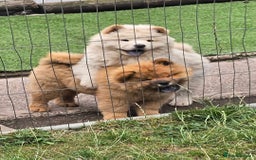 Chow Chow dogs for sale: QUALITY KC CHOWCHOW PUPPIES  in Wolverhampton - Image 16