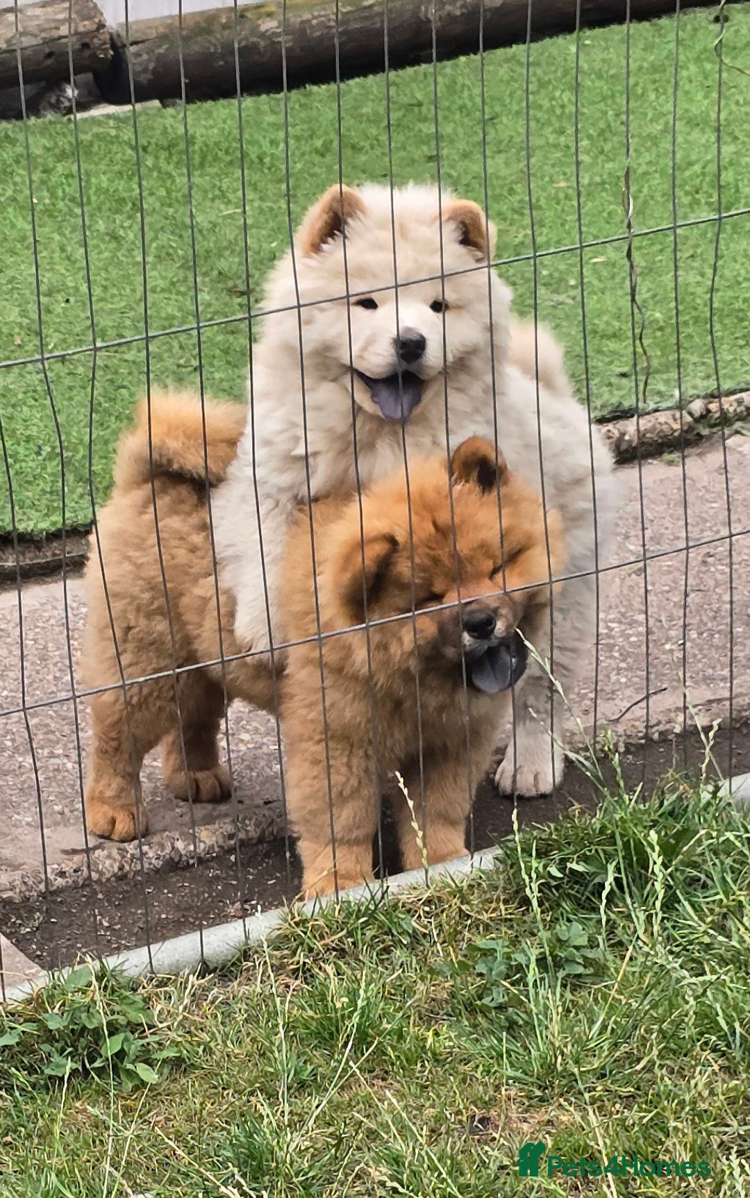 Chow Chow dogs for sale: QUALITY KC CHOWCHOW PUPPIES  in Wolverhampton - Image 16