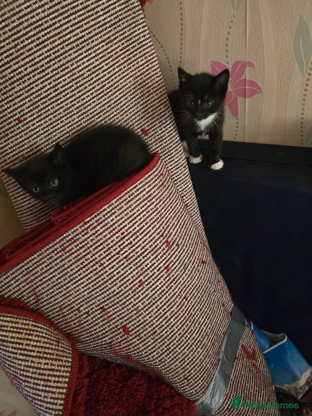 Mixed Breed cats for sale: 5 BEAUTIFUL KITTENS LOOKING NEW HOME  - Image 28