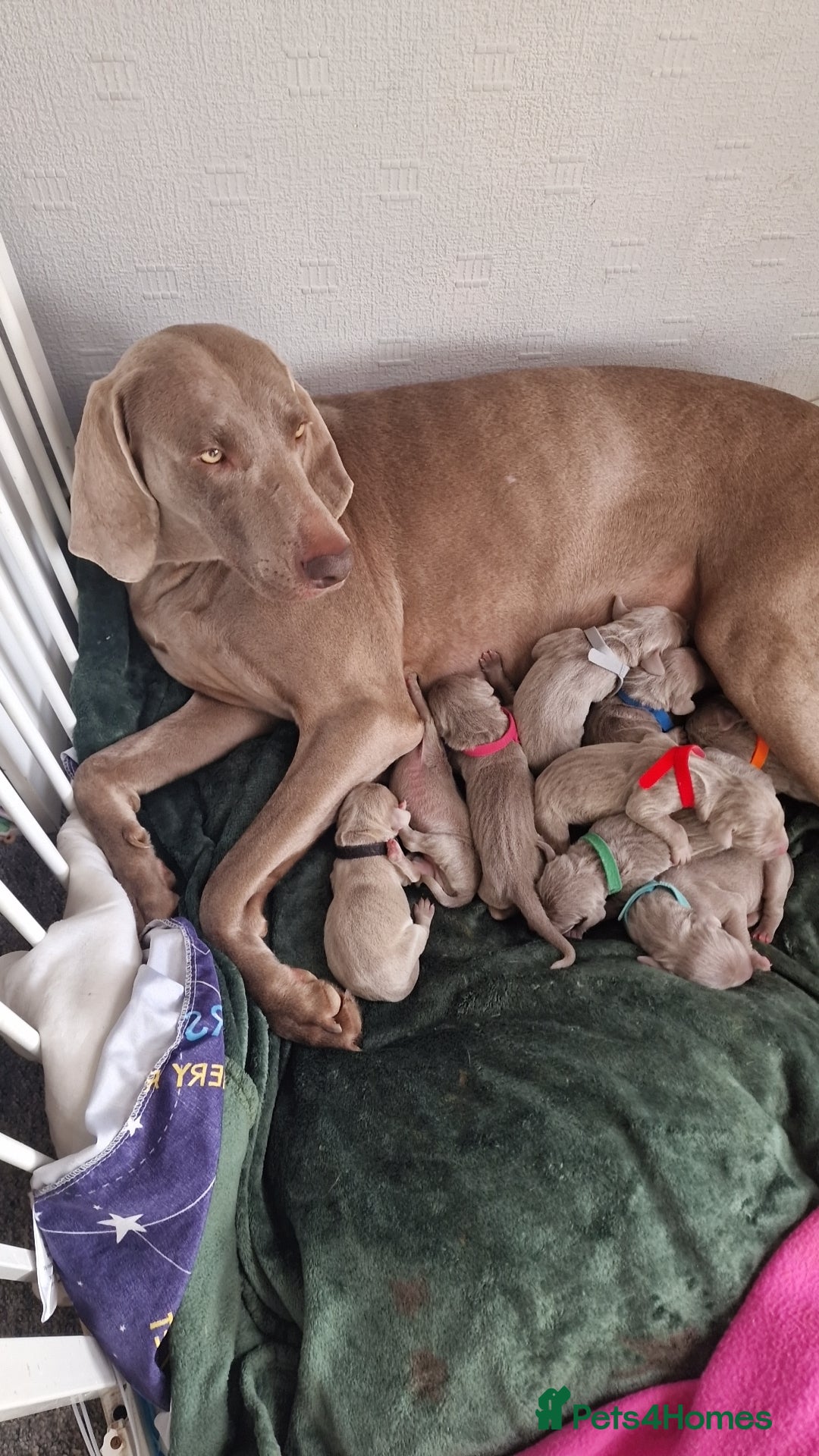 Weimaraner dogs for sale: Weimaraner Puppies Looking for Their Forver Home🐾 in Shrewsbury - Advert 7