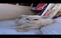 Persian cats for sale: Cream rose and white exotic Persian iittens - Image 15