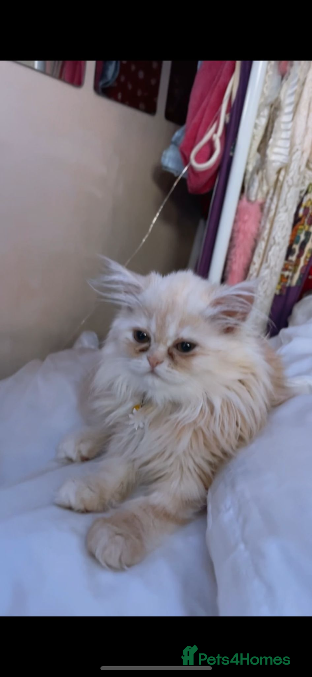 Persian cats for sale: Cream rose and white exotic Persian iittens - Image 15