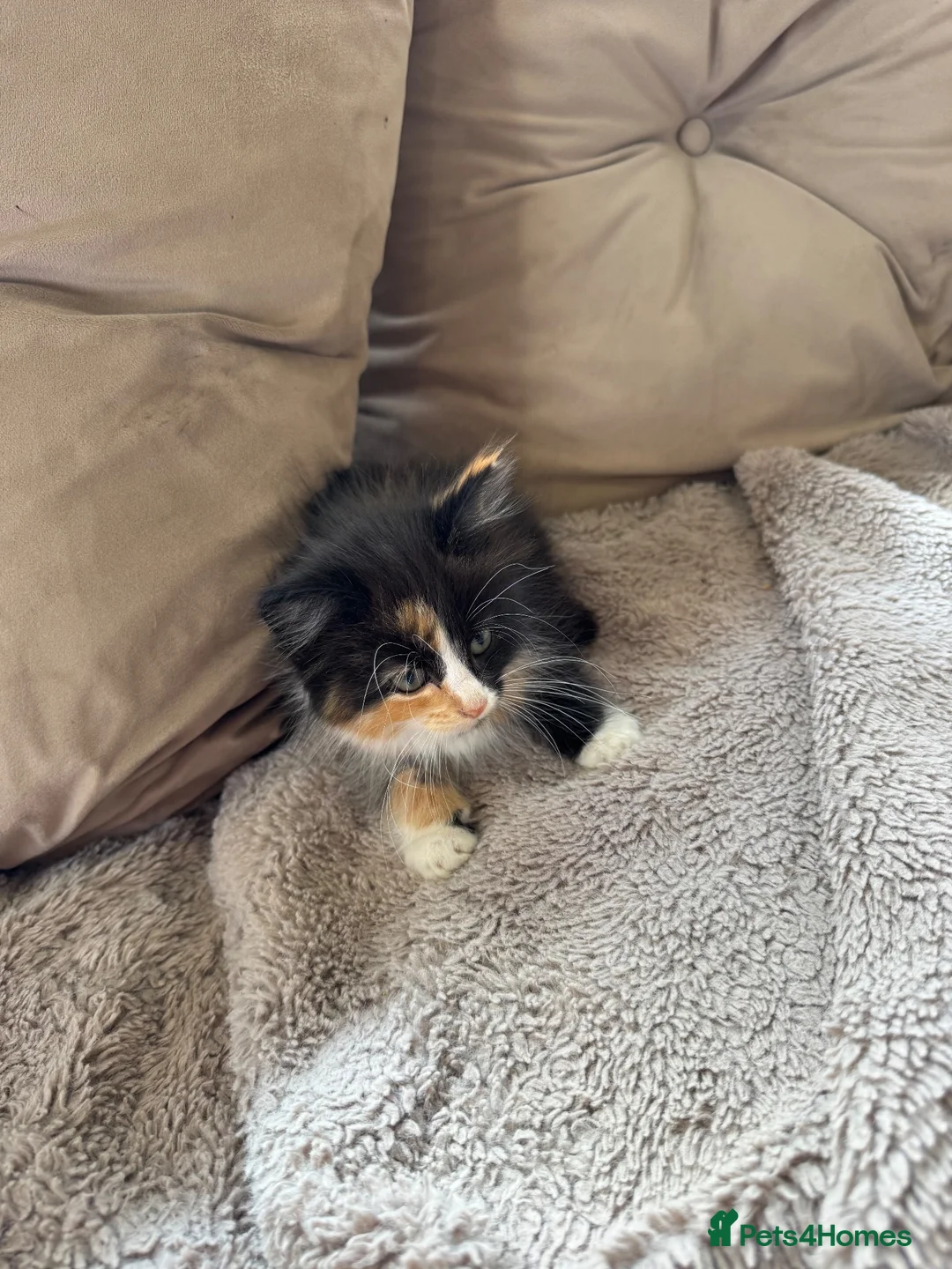 Mixed Breed cats for sale: Fluffy Maine coon x girl  - Advert 6
