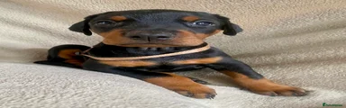 Coral collar Black and Tan female 