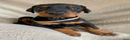Dobermann dogs for sale: Health tested European puppies  - Advert 10