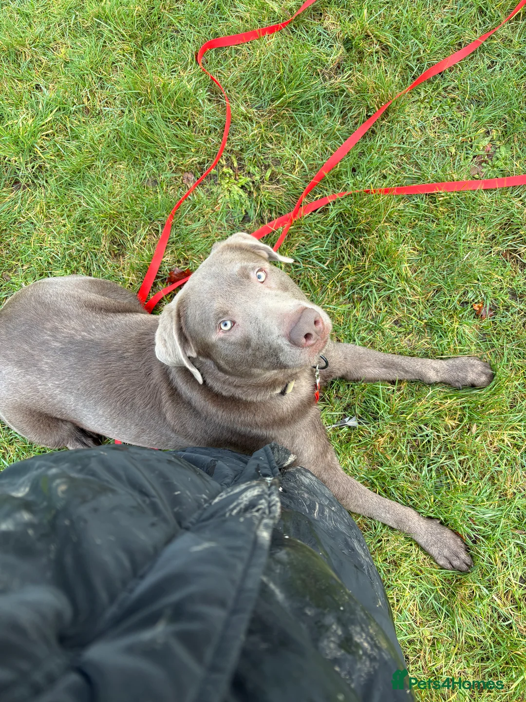 Labrador Retriever dogs for stud: Field Line Labrador Stud - Advert 1