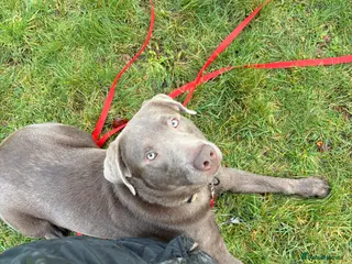 Labrador Retriever dogs Field Line Labrador Stud - Advert 14