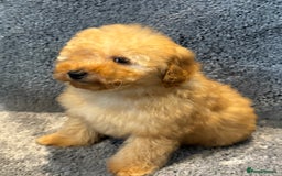Toy Poodle dogs for sale: 2 beautiful toy poodle girls READY SOON  - Advert 9
