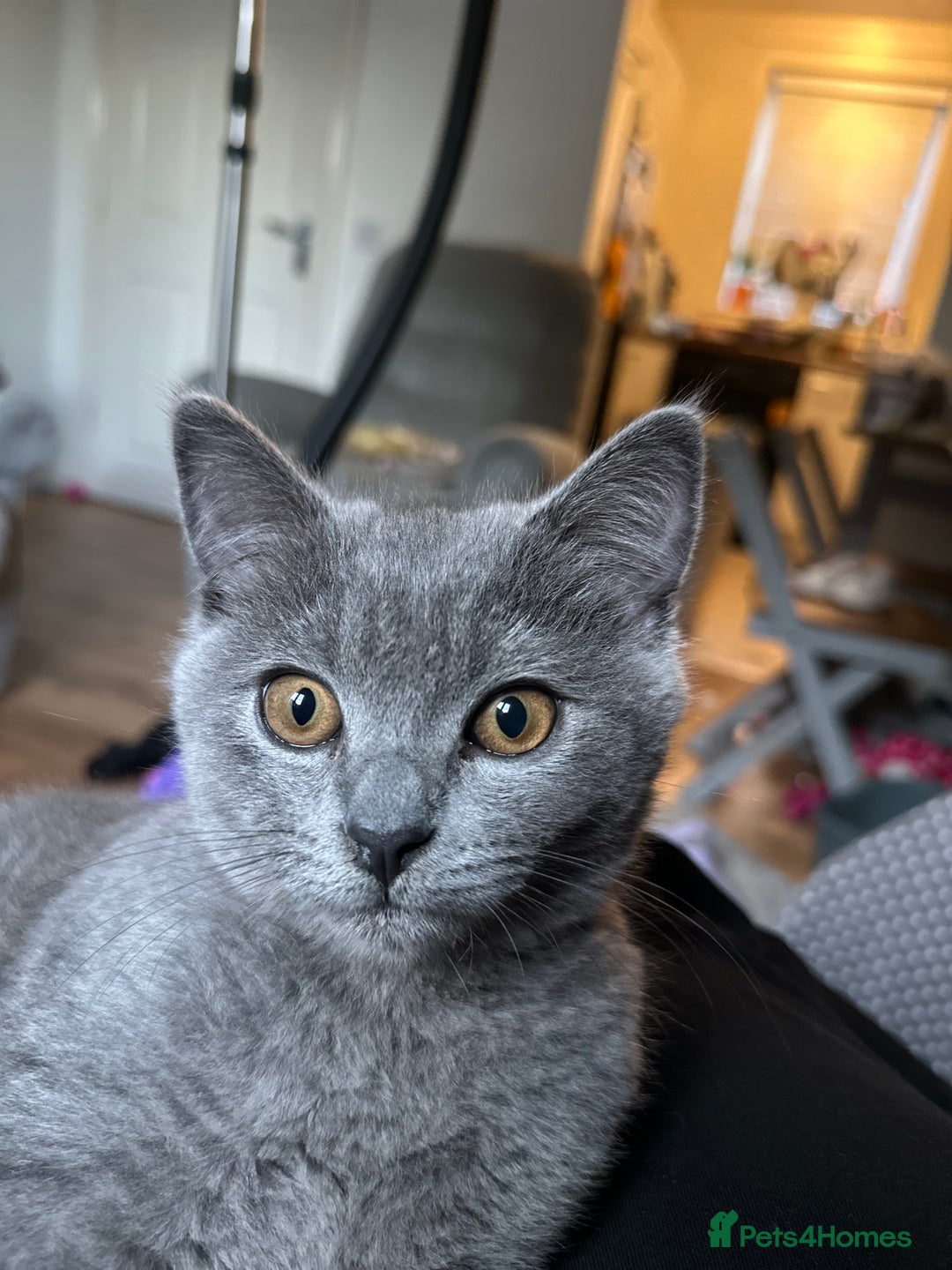 Scottish Fold cats for sale: Scottish straight boy  - Image 10