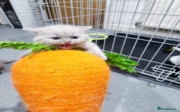 British Shorthair cats for sale: BRITISH SHORT-HAIR KITTENS   - Image 12