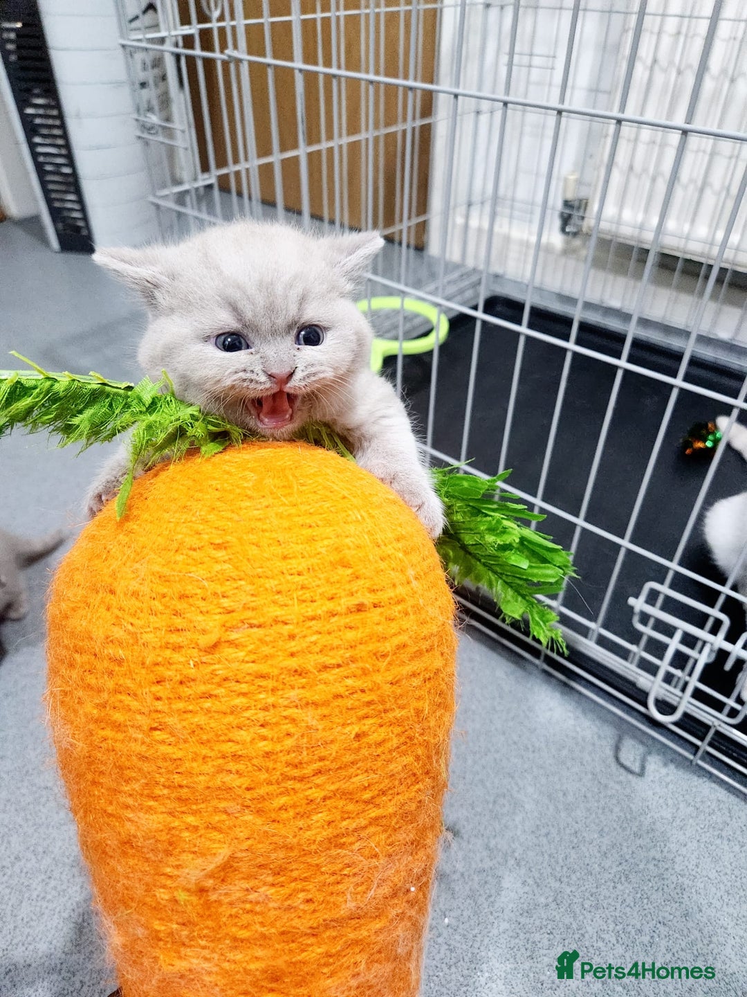 British Shorthair cats for sale: BRITISH SHORT-HAIR KITTENS   - Image 12