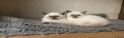 British Shorthair cats for sale: Colourpoint British Shorthair Kittens - Advert 2