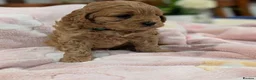Maltipoo dogs for sale: Charming Maltipoo puppies for sale - Advert 4