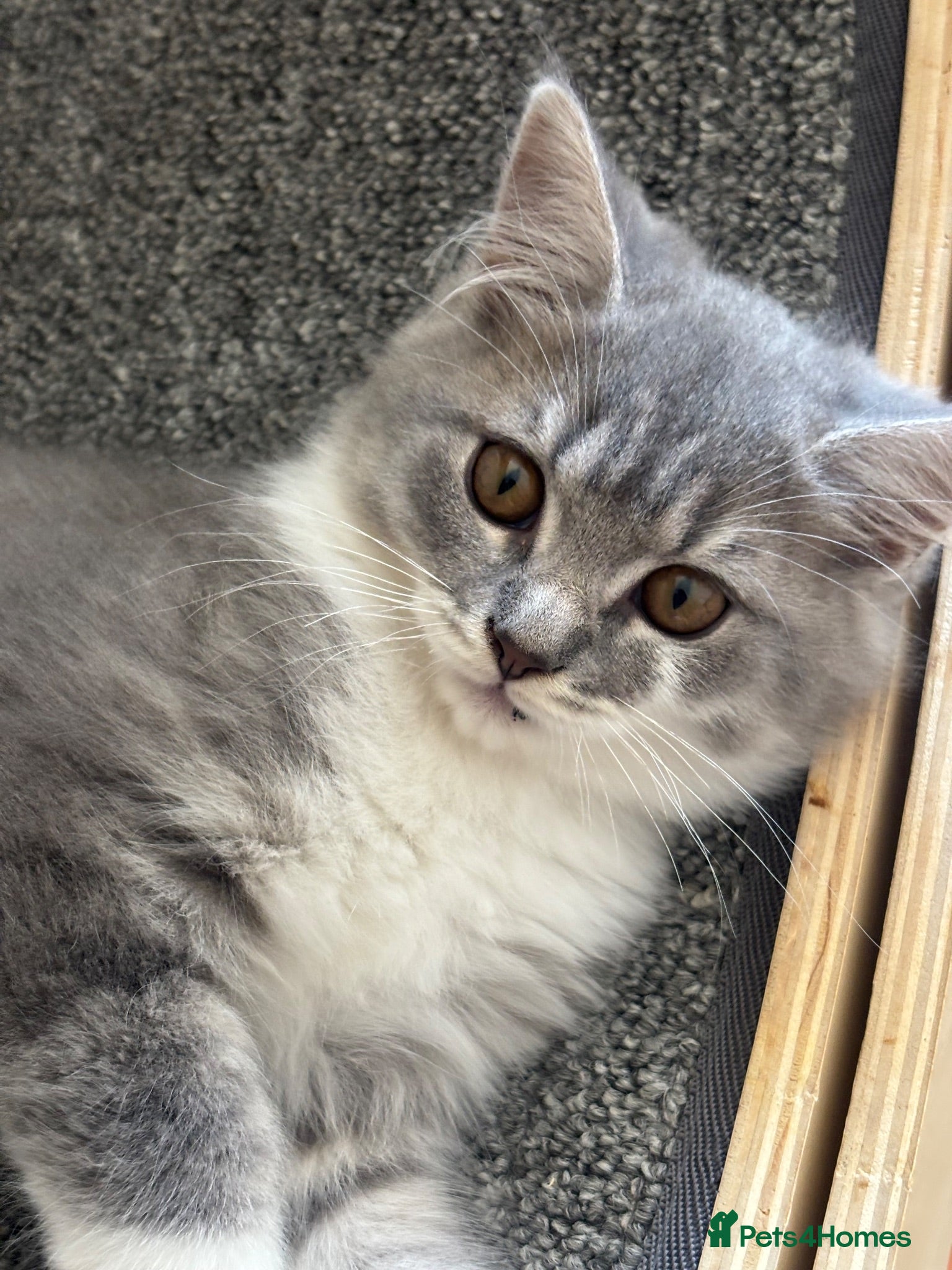 British Longhair cats Blue & White Male BLH Kitten 🐾  - Advert 5