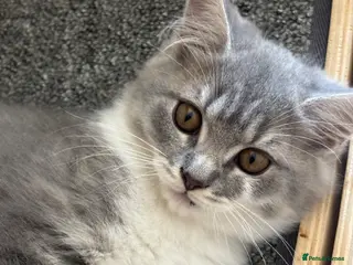 British Longhair cats Blue & White Male BLH Kitten 🐾 - Advert 2