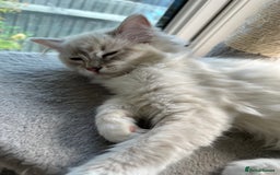 Ragdoll cats for sale: Ragdoll kittens Blue, Lilac & flame or blue/seal - Image 11