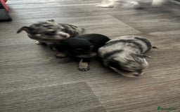 Chihuahua dogs for sale: 3 beautiful chihuahuas  - Image 4
