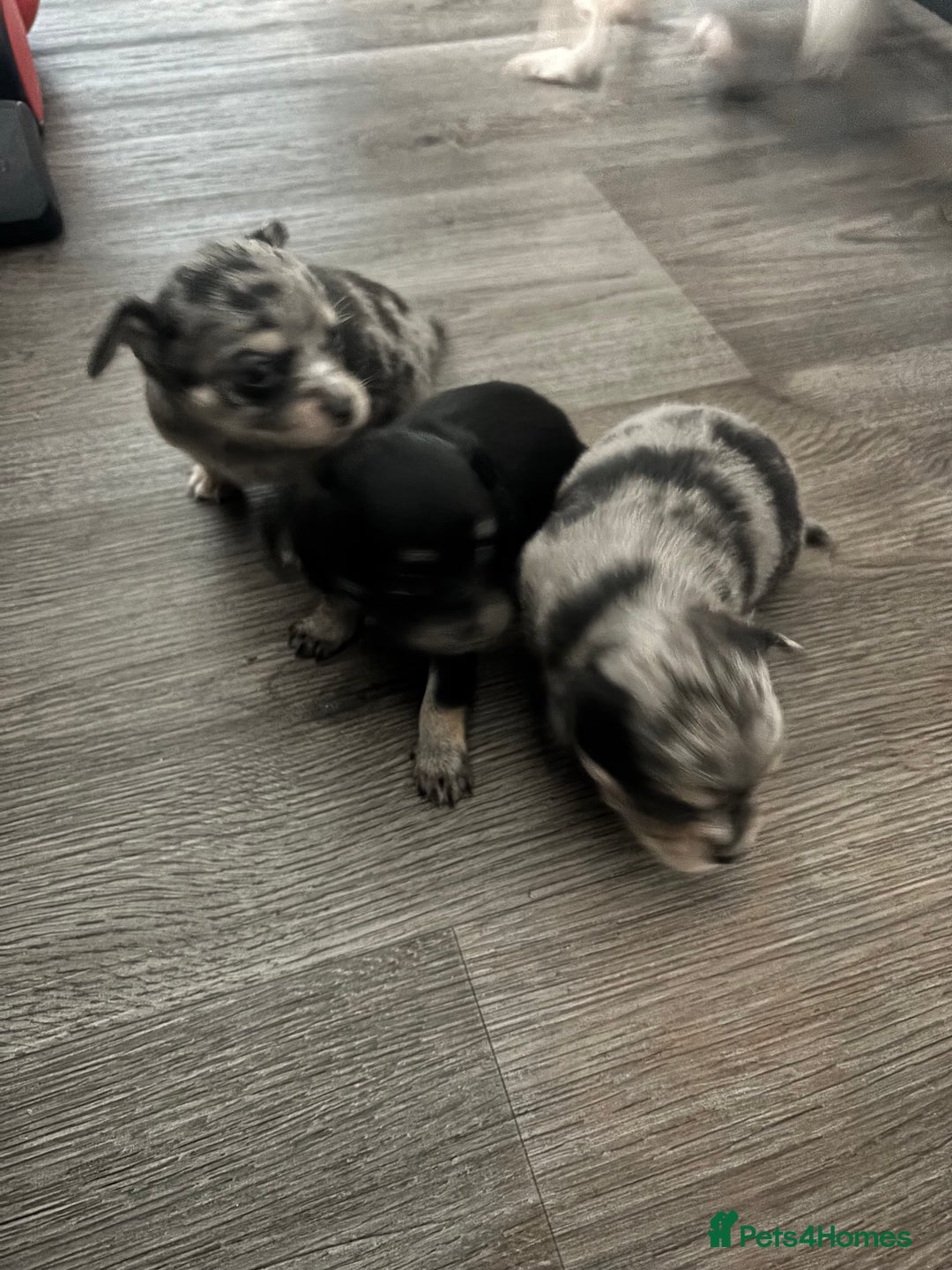 Chihuahua dogs for sale: 3 beautiful chihuahuas  - Image 4