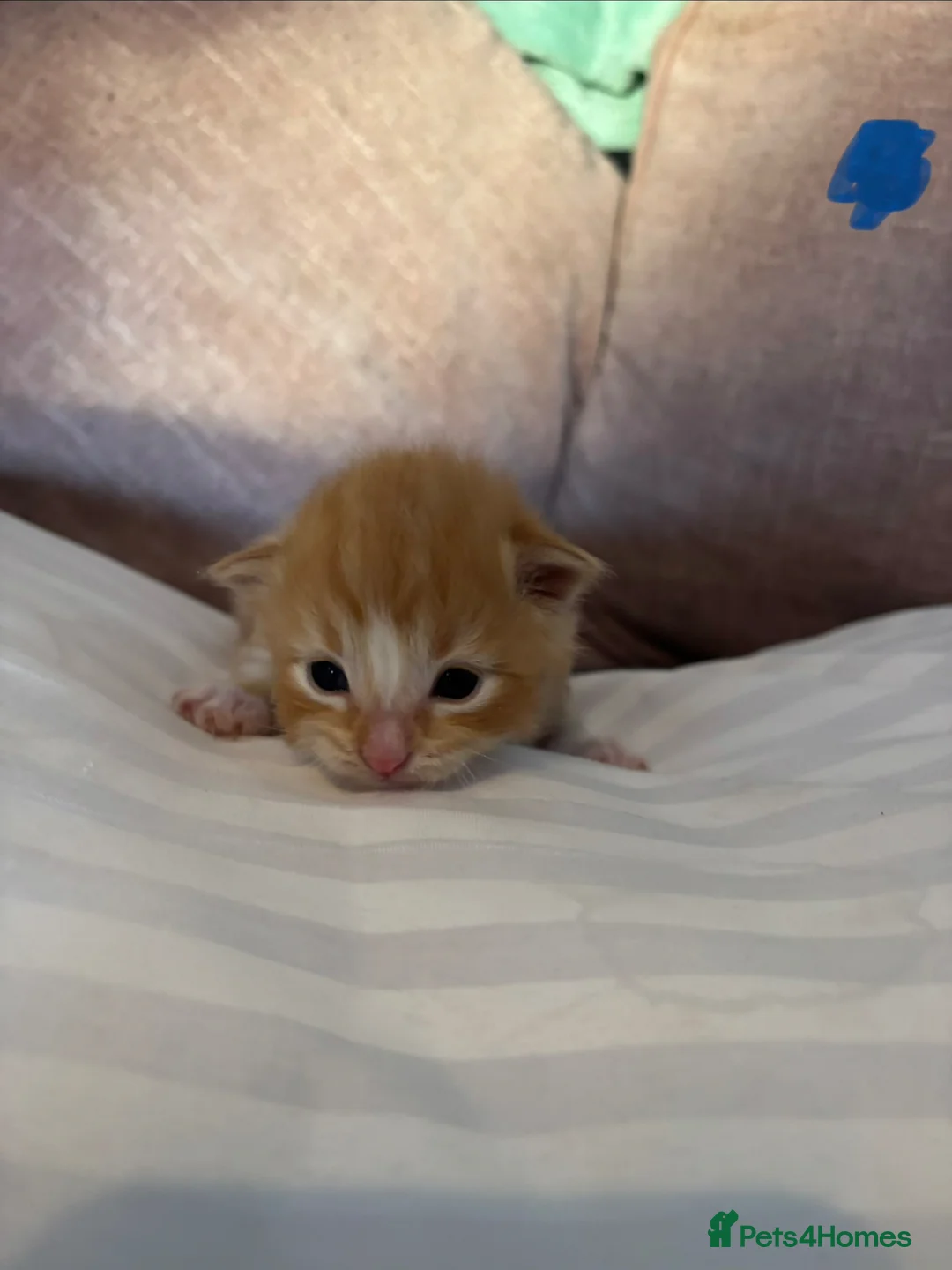 Ragdoll cats for sale: 🩷🩵Flamepoint ragdoll babies 🩵🩷 - Advert 5