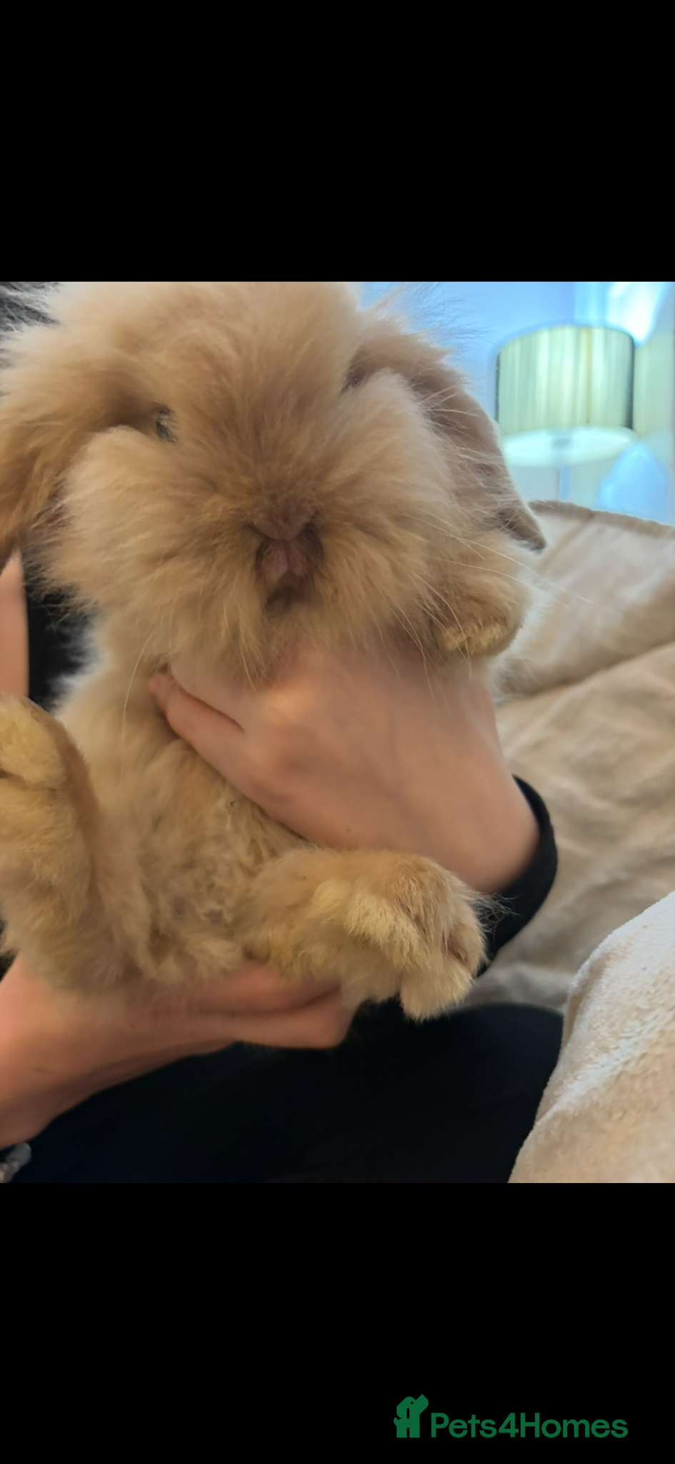 Mini Lion Lop rabbits for sale: Fluffy double mane mini lion lop bunny rabbits - Advert 4