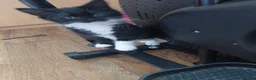 Mixed Breed cats for sale: Female kitten  - Advert 6