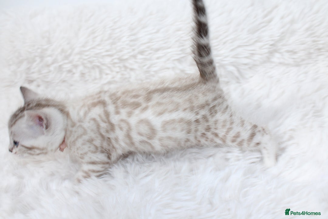 Bengal cats for sale: 😻OUTSTANDING SHOW BENGALS. SHOW WINNING PARENTS🏆 - Image 18
