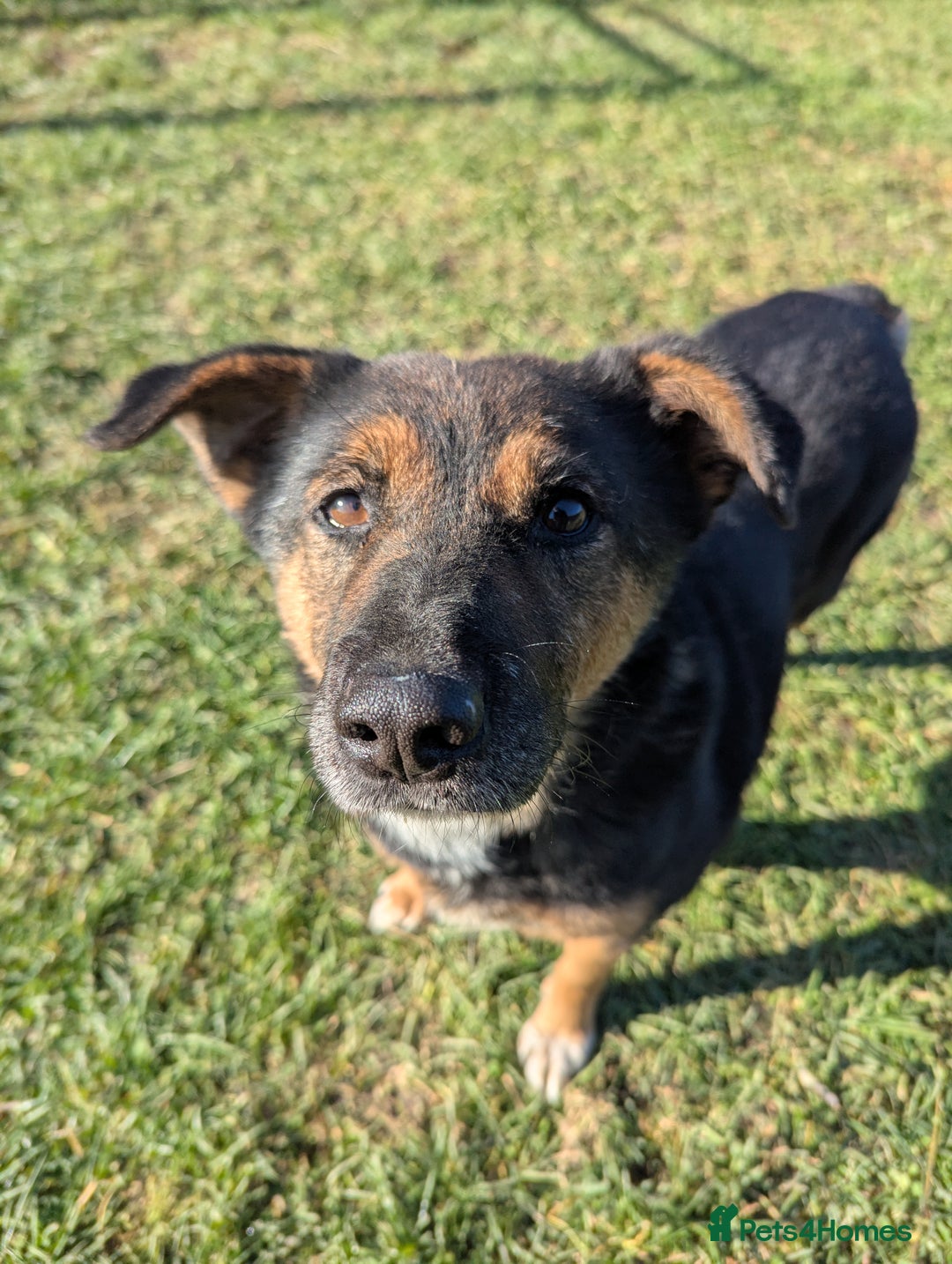 Mixed Breed dogs for adoption: Bumble for adoption - Advert 6