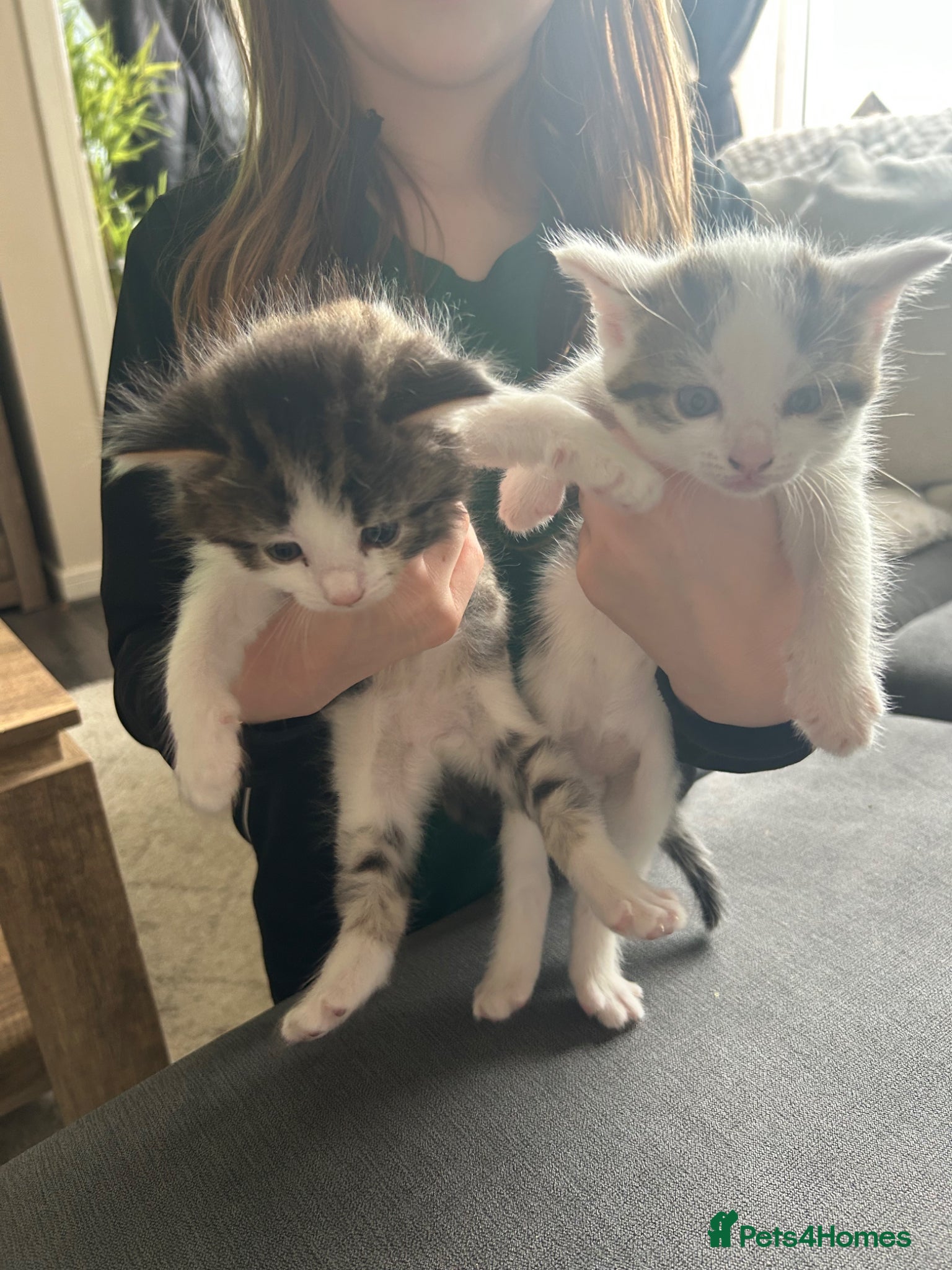 Mixed Breed cats Kittens x2 male  - Advert 1