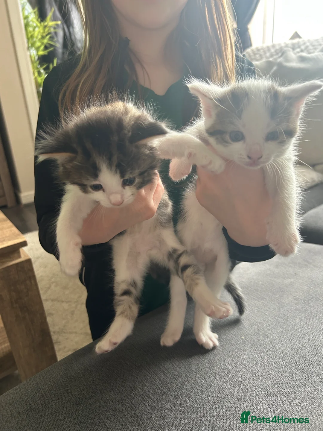 Mixed Breed cats for sale: Kittens x2 male  - Advert 1