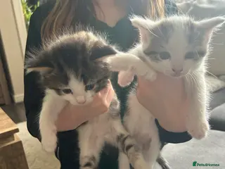 Mixed Breed cats Kittens x2 male - Advert 16