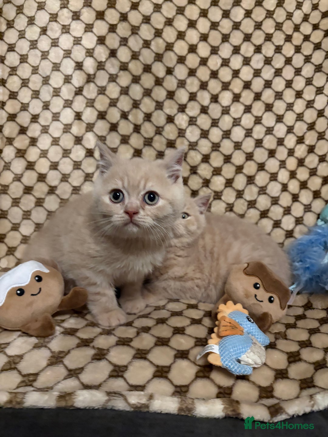British Shorthair cats for sale: GCCF British shorthair kittens cream boys x2 - Advert 13