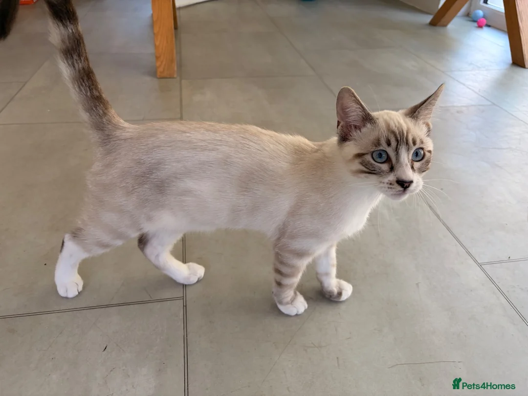 Mixed Breed cats for sale: Half Ragdoll half Bengal Kitten 4 months old  - Advert 7