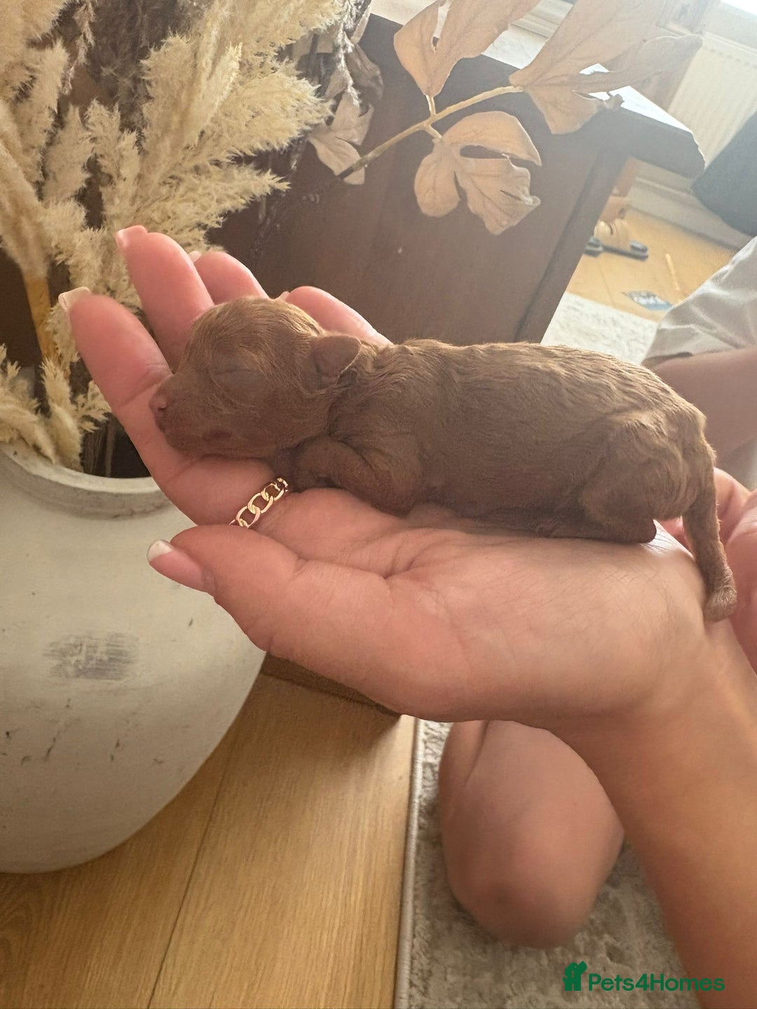 Cavapoochon dogs for sale: Cavapoochons!!🐶🐶 - Image 2
