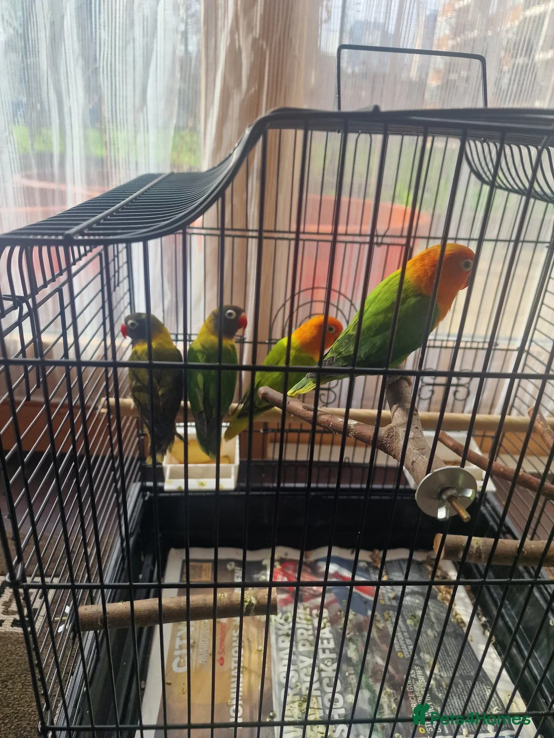 Lovebirds birds for sale: Love birds - Advert 2