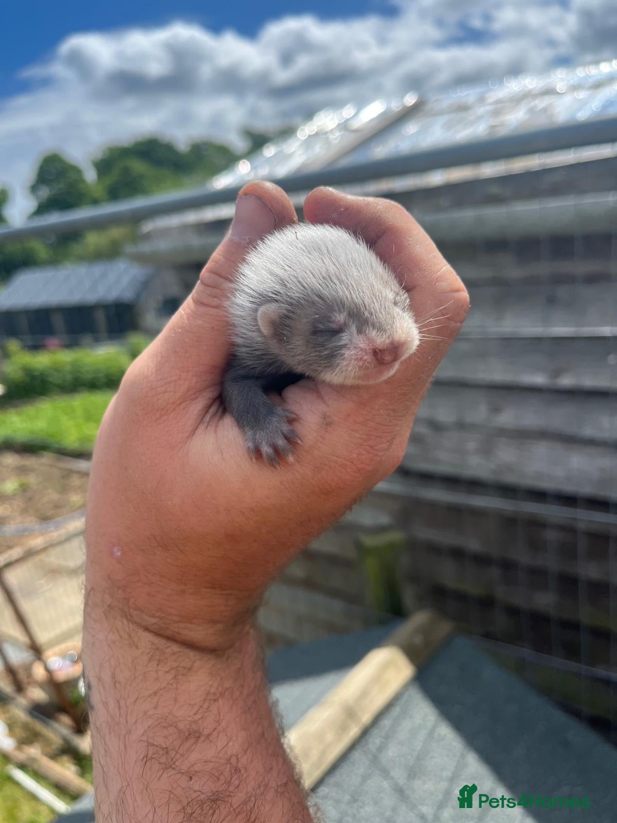 Ferret rodents Baby ferrets - Advert 9