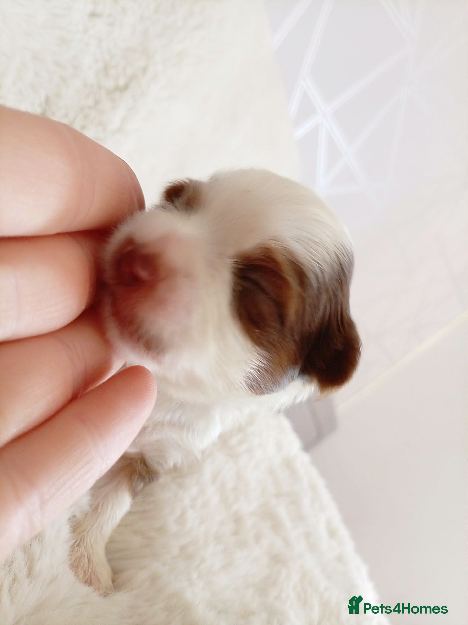 Biewer Terrier dogs 🐕Yorkshire terrier- Luxury Colors🤍🧡🖤🤎 - Advert 2