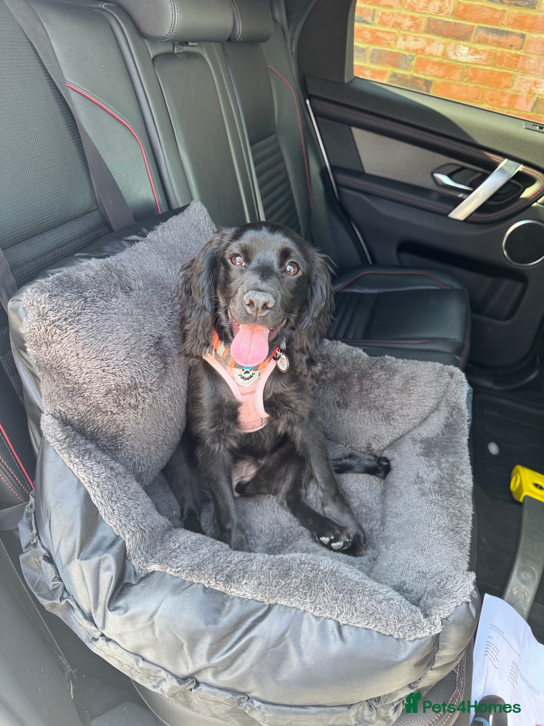 Cocker Spaniel dogs for sale: Female Working Cocker Spaniel for sale  - Image 5