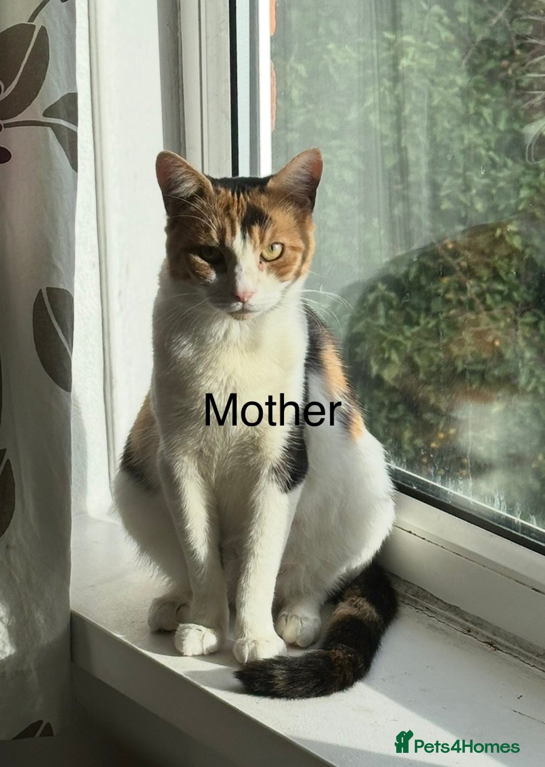 British Shorthair cats for sale: Looking for new home!!! - Advert 17