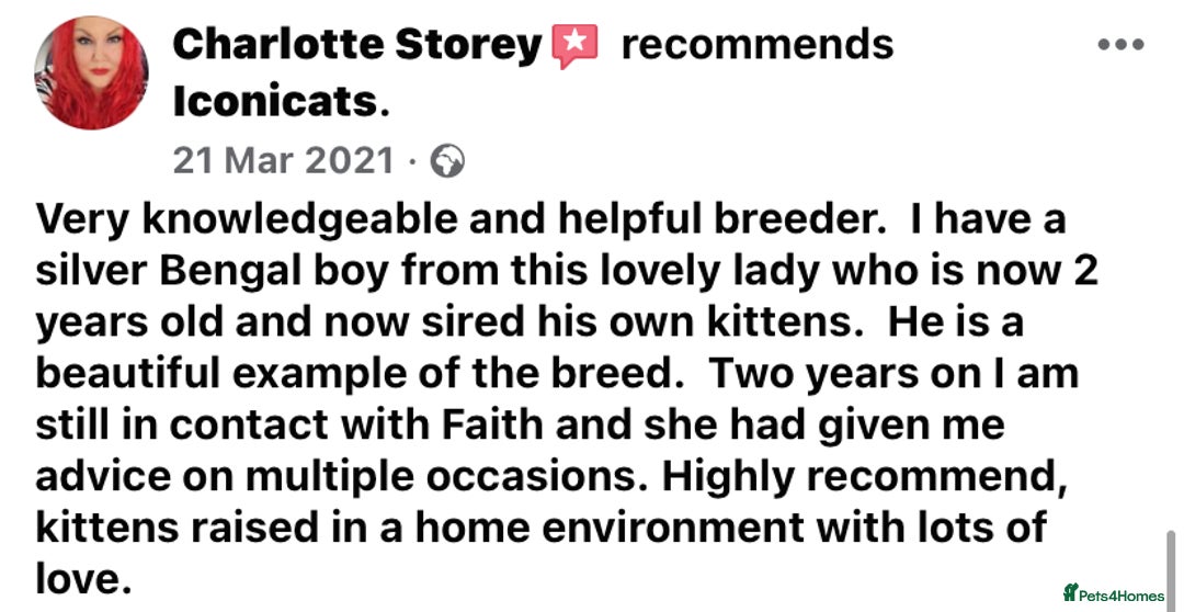 Bengal cats for sale: ⭐️ 1 LEFT!! - STUNNING TICA REG BENGAL CUBS ⭐️ - Image 38
