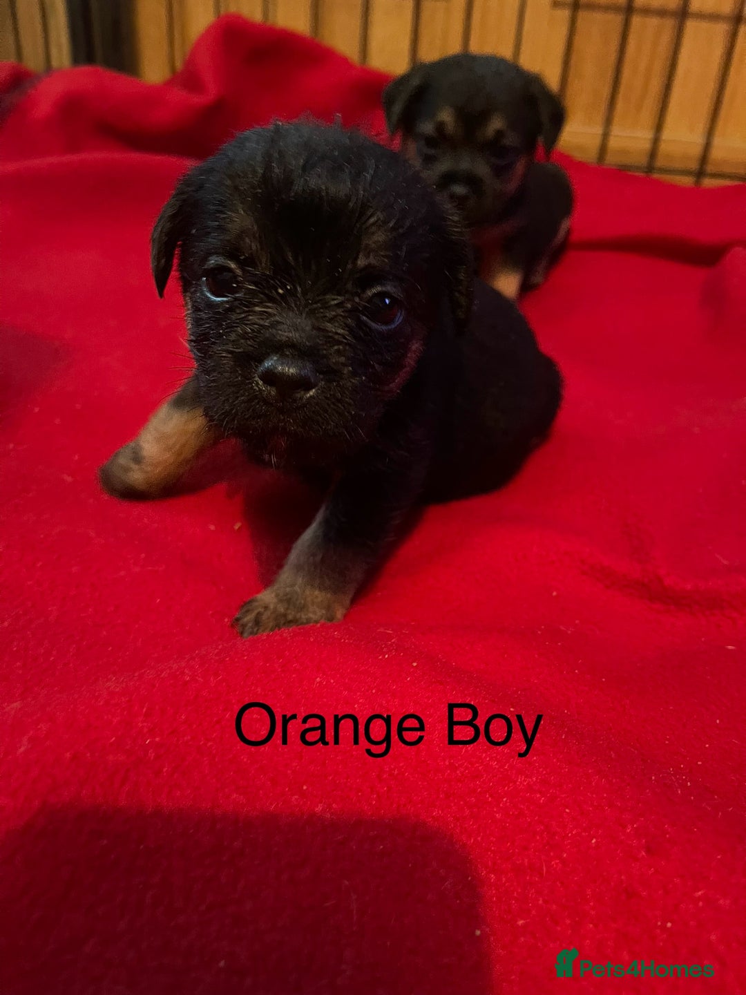 Border Terrier dogs for sale: Border Terrier Pups - Advert 15