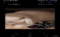 Mini Lion Lop rabbits for sale: Various mini lop rabbits  - Image 5