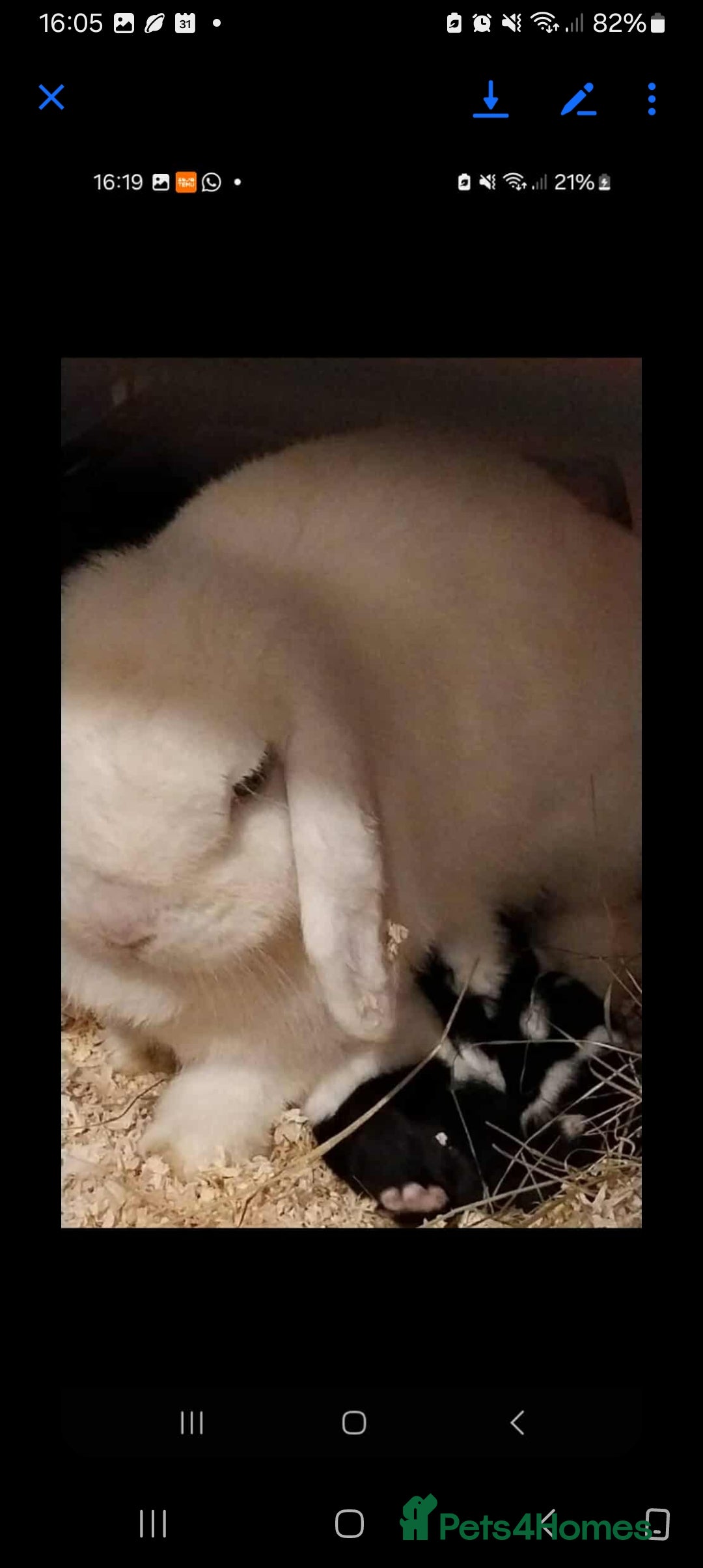 Mini Lion Lop rabbits for sale: Various mini lop rabbits  - Image 5