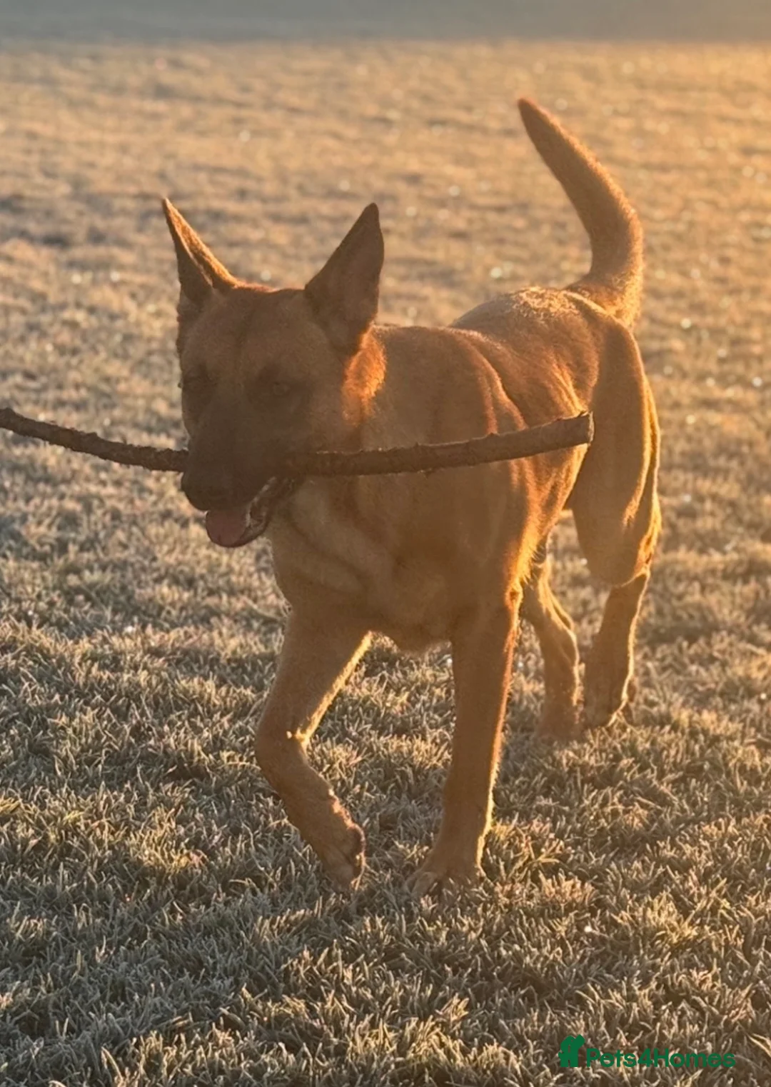 Belgian Shepherd Dog dogs for stud: Belgian Malinois, proven  - Advert 6