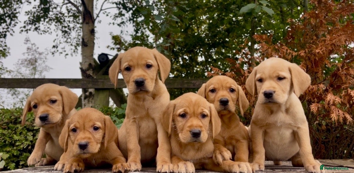 Hungarian Vizsla dogs Wire Haired Hungarian Vizsla x Golden Retriever  - Advert 2