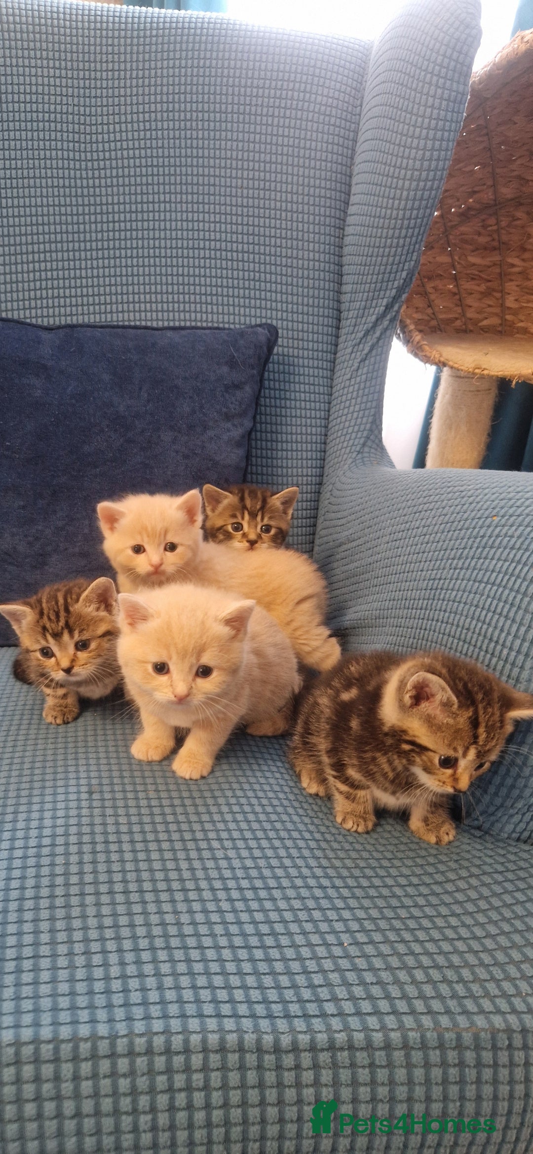 British Shorthair cats for sale: Cute british-shorthair kittens  - Image 1