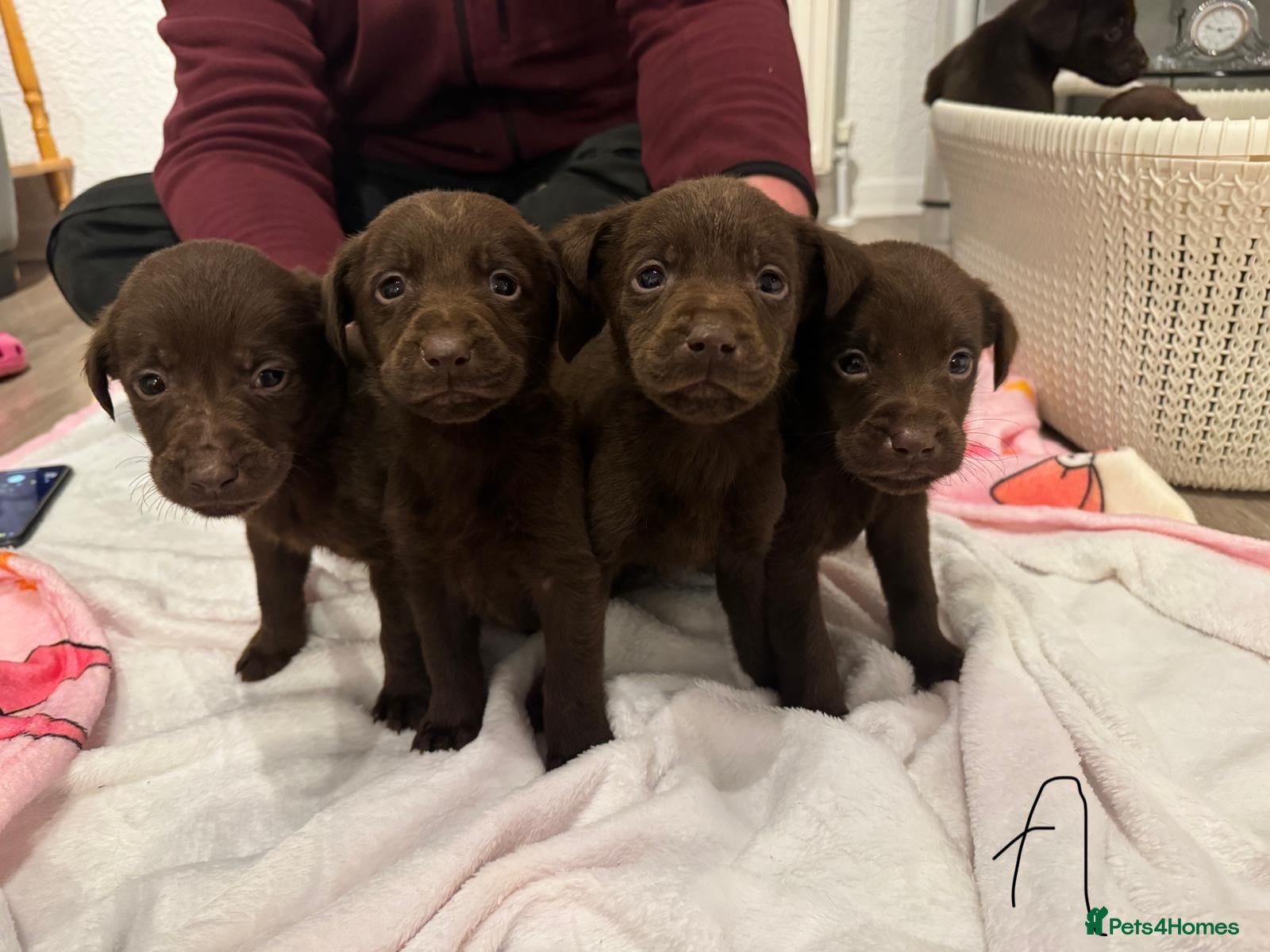 Labrador Retriever dogs 8 BOYS LEFT READY 9TH MARCH!!! - Advert 5
